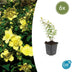 6x Hypericum 'Hidcote' - ↕10-25cm - Ø9cm Bild 1