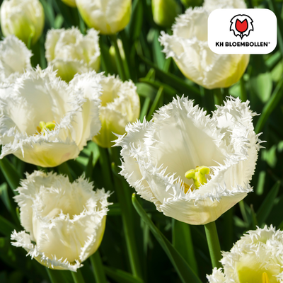 Tulpenzwiebeln Honeymoon – 20 Stück | KH Bloembollen® | Witte Kartelrand Tulp – Elegant & Uniek – Cadeau voor Tuin of Pot – Maat 11/12 – Vers van de Teler!