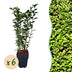 GreenboutiQ Ligustrum ovalifolium: Immergrüne Hecke (6 Stk.) Bild 1