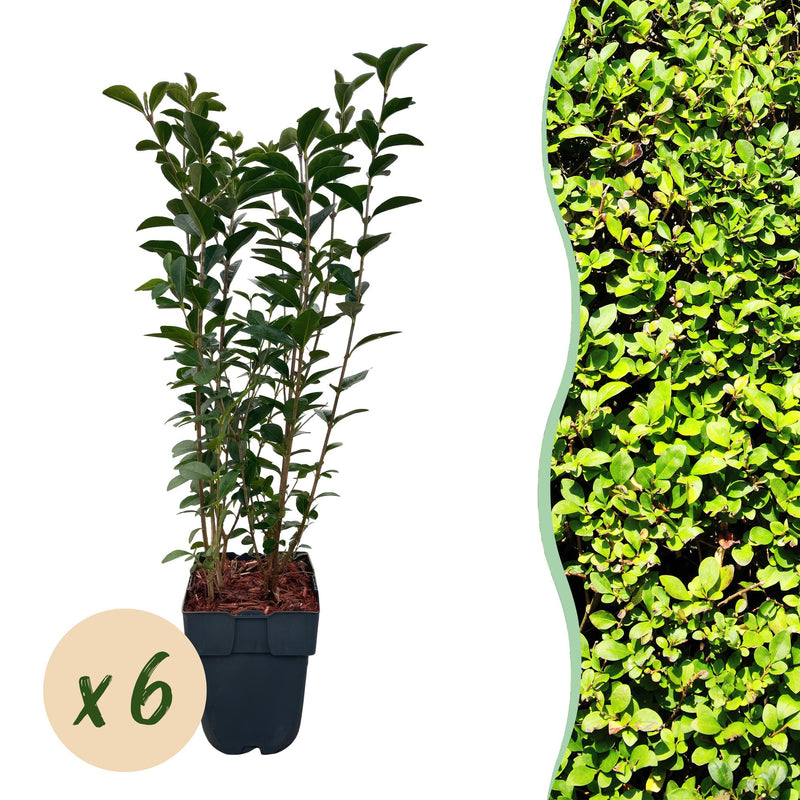 GreenboutiQ Ligustrum ovalifolium: Immergrüne Hecke (6 Stk.)