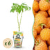 GreenboutiQ - Obstpflanzen - Himbeere - Rubus idaeus Fallgold - Winterhart - 6 Pflanzen - Topf 9 cm - Gelbe Himbeere Bild 1
