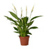 Spathiphyllum Bingo Cupido (Einblatt) – Luftreinigende Zimmerpflanze, 45cm Bild 1