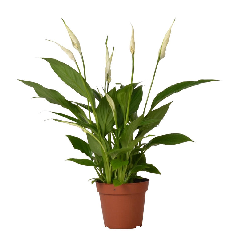 Spathiphyllum Bingo Cupido (Einblatt) – Luftreinigende Zimmerpflanze, 45cm