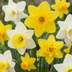 80x Narzissen Mix - Gelb/Weiß - Naturwüchsige Blumenzwiebeln (10/12) Bild 1
