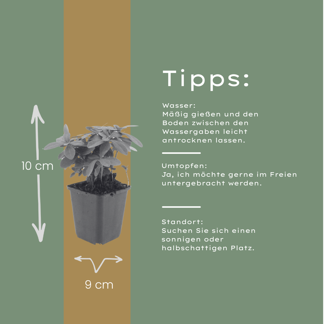 12x Immergrüne Wolfsmilch 'Robbiae' (10-25cm, Ø9cm)