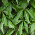 3x Virginia Creeper 'Engelmannii' ↨65cm, Ø15cm - Fast-growing climbing plant Bild 4