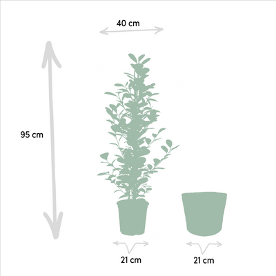 Ficus microcarpa Moclame Korb Selin Ø21cm H95cm - Luftreinigende Zimmerpflanze