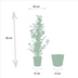 Ficus microcarpa Moclame Selin basket Ø21cm H95cm - Air-purifying houseplant Bild 2