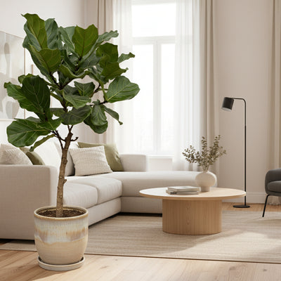Ficus Lyrata Geigenfeige im Elho Topf, 160 cm, Ø30 cm