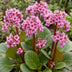Green boutiQ - Stauden - Bergenia cordifolia - Herzblatt - Schatten - Rosa - 24 Pflanzen - Topf 11cm - Höhe 15-25cm Bild 5