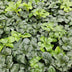 24x Pachysandra term. 'Green Sheen' - ↕10-25cm - Ø9cm Bild 6
