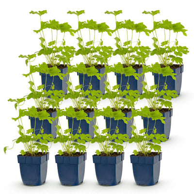 Green boutiQ - Perennial - Delphinium (P) Black Knight - Larkspur - Bee and Butterfly Attractors - Purple - 12 Plants - Pot 11cm - Height 15-25cm