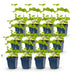 Green boutiQ - Perennial - Delphinium (P) Black Knight - Larkspur - Bee and Butterfly Attractors - Purple - 12 Plants - Pot 11cm - Height 15-25cm Bild 12