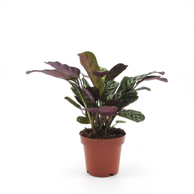 Green boutiQ - Ctenanthe Burle Marxii - Fischgräten-Gebetspflanze - 1 Plant - Pot 12cm - Hoogte - 30cm