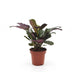 Green boutiQ - Ctenanthe Burle Marxii - Fischgräten-Gebetspflanze - 1 Plant - Pot 12cm - Hoogte - 30cm Bild 2