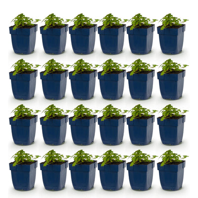 24x Storchschnabel Spessart Bodendecker, weiß-rosa, 15-25cm, Topf 11cm