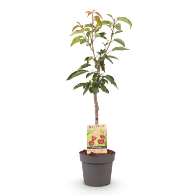 GreenboutiQ Kirschbaum 'Regina' – Rote Süßkirsche im 21cm Topf, 90cm hoch