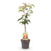 GreenboutiQ Kirschbaum 'Regina' – Rote Süßkirsche im 21cm Topf, 90cm hoch Bild 2