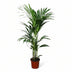 Kentia-Palme Howea forsteriana Ø21cm - 120cm Bild 1