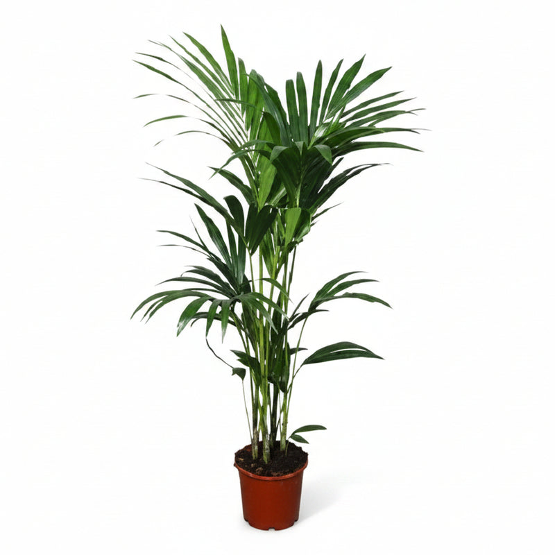 Kentia-Palme Howea forsteriana Ø21cm - 120cm
