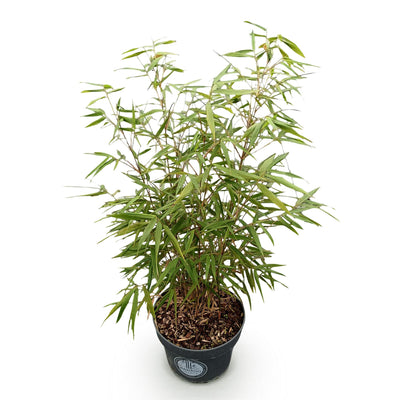 Fargesia scabrida Asian Wonder Bambus: Nicht-ausbreitend, Hecke & Solitär
