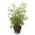 Fargesia scabrida Asian Wonder Bambus: Nicht-ausbreitend, Hecke & Solitär Bild 2