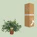 Phlebodium Blue Star Farn – Ø17cm, 60cm hoch Bild 4