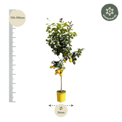 Zitronenbaum im 24cm Topf, 140cm hoch – Frische Zitrusfrüchte & Duft