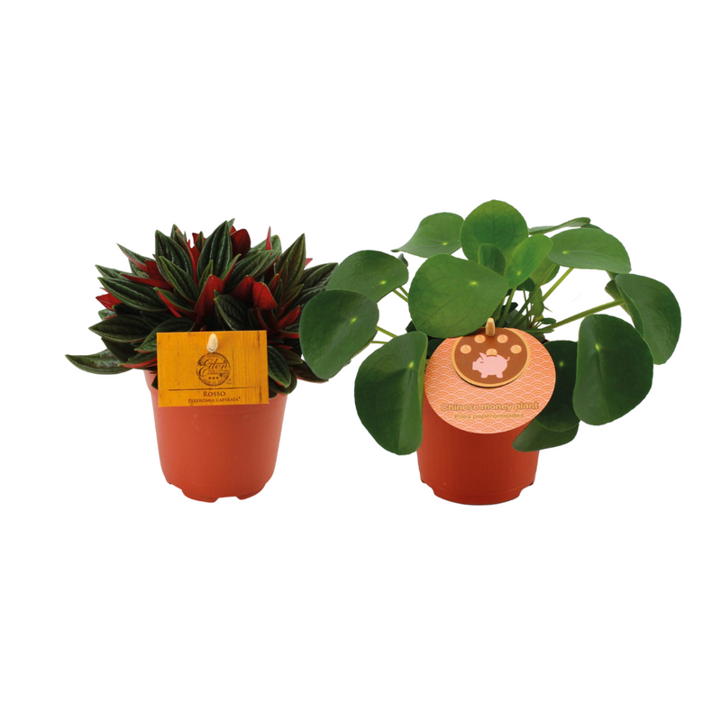 2er Set: Peperomia Rosso & Ufopflanze im 10.5cm Topf