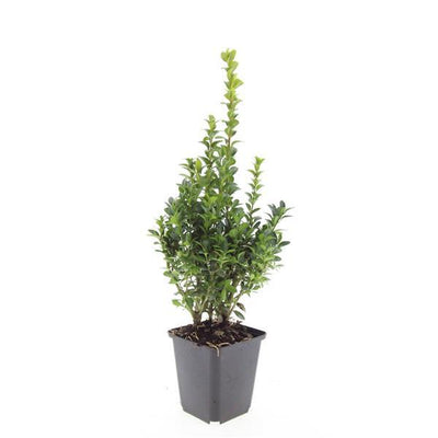 48x Buchsbaum (Buxus Sempervirens) - 10-25cm - Ø9cm