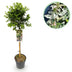 Euonymus fortunei 'Harlequin' Stamm-Pflanze, Grün-Weiße Blätter, 19cm Topf Bild 1