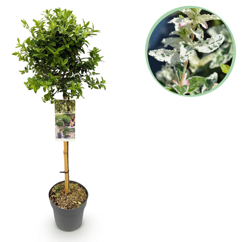 Euonymus fortunei 'Harlequin' Stamm-Pflanze, Grün-Weiße Blätter, 19cm Topf