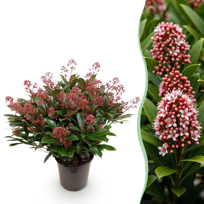 GreenboutiQ - Patio Plant - Skimmia japonica Rubella - Red Bloom - 40+ Flowers - 1 Plant - Hardy - Pot 19cm Height 60cm