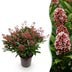 GreenboutiQ - Terrassenpflanze - Skimmia japonica Rubella - Blüte Rot - 40+ Blüten - 1 Pflanze - Winterhart - Topf 19cm Höhe 60cm Bild 1