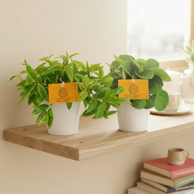 Peperomia Duo 2.0 - 2 Pflanzen im Ø10,5cm Topf