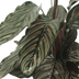 2x Calathea Ornata (Pinstripe Calathea) – 50cm – ø14cm Pot Bild 5