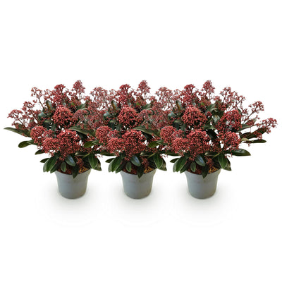 GreenboutiQ - Terrassenpflanze - Skimmia japonica Rubella - Boem Rot - 15+ Blüten - 3 Pflanzen - Winterhart - Topf 15cm Höhe 30cm