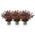 GreenboutiQ - Terrassenpflanze - Skimmia japonica Rubella - Boem Rot - 15+ Blüten - 3 Pflanzen - Winterhart - Topf 15cm Höhe 30cm Bild 2