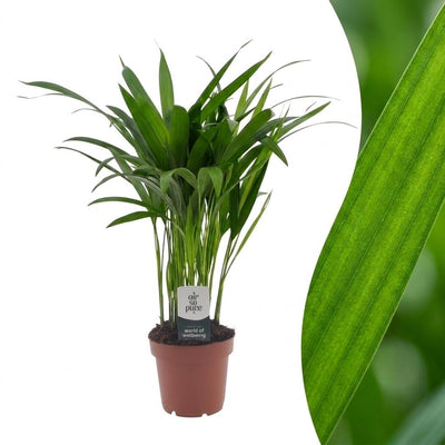 Green boutiQ - Areca Lutescens - Goldfruchtpalme - 1 Plant - Pot 12cm - Hoogte - 45cm