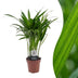 Green boutiQ - Areca Lutescens - Goldfruchtpalme - 1 Plant - Pot 12cm - Hoogte - 45cm Bild 1