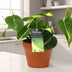Philodendron Brasil Scandens (Ø12cm, ↕20cm) - Pflegeleichte Zimmerpflanze Bild 3
