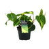 Philodendron Brasil Scandens (Ø12cm, ↕20cm) - Pflegeleichte Zimmerpflanze Bild 1