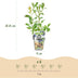 GreenboutiQ Heidelbeere 'Bluecrop' - 6 winterharte Pflanzen im 9cm Topf Bild 3