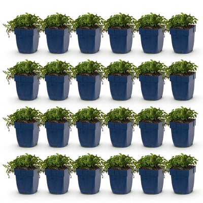Green boutiQ - Perennial - Campanula posch. Stella - Peach Leaf Bellflower - Ground Cover - Purple - 24 Plants - Pot 11cm - Height 15-25cm