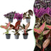 Baby Paradise Mix: 6 tropische Zimmerpflanzen, bunte Vielfalt, Ø6cm Bild 1