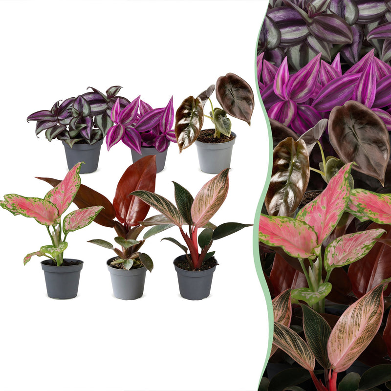 Baby Paradise Mix: 6 tropische Zimmerpflanzen, bunte Vielfalt, Ø6cm