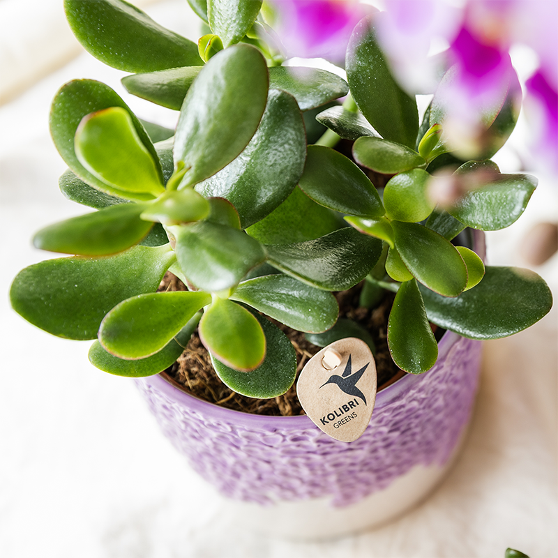 Kolibri Company | Bloom Purple Pflanzenset | Violette Vienna Orchidee + Grünpflanzen inkl. Übertöpfe