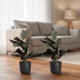 2x Calathea Ornata (Pinstripe Calathea) – 50cm – ø14cm Pot Bild 4