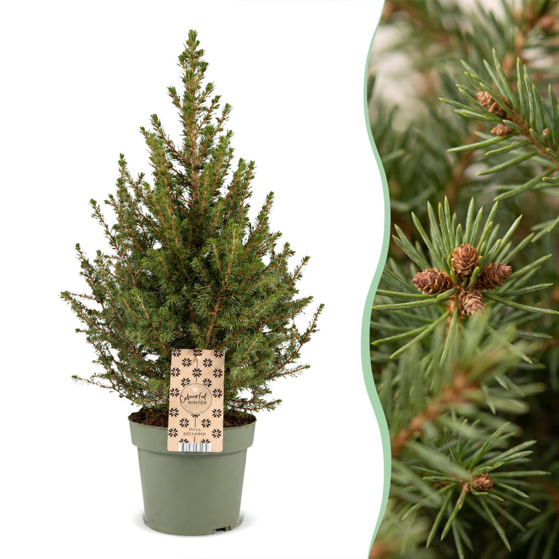 4x Picea glauca Conica - Zuckerhutfichte - Grün - Weihnachtsbaum - Ø17cm - ↕65cm