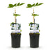Clematis Madame Le Coultre: Blühende Kletterpflanze, 2 Stück Bild 2